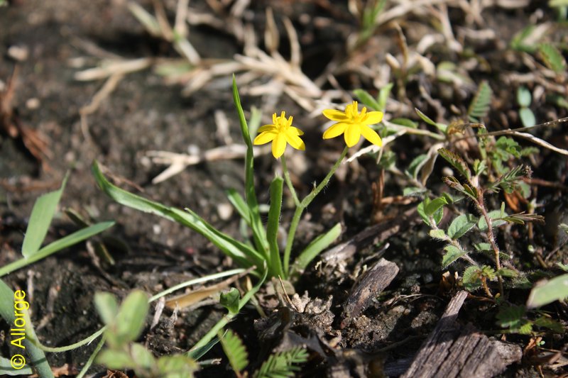 Amaryllidaceae, Hypoxis angustifolia